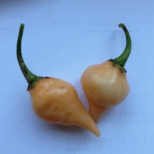 Pepper 'Chupetinho Peach'