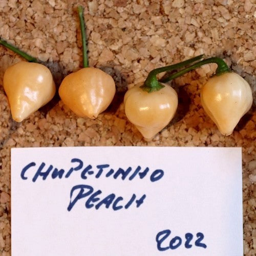 Pepper 'Chupetinho Peach'
