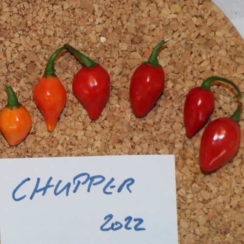 Peper 'Chupper'