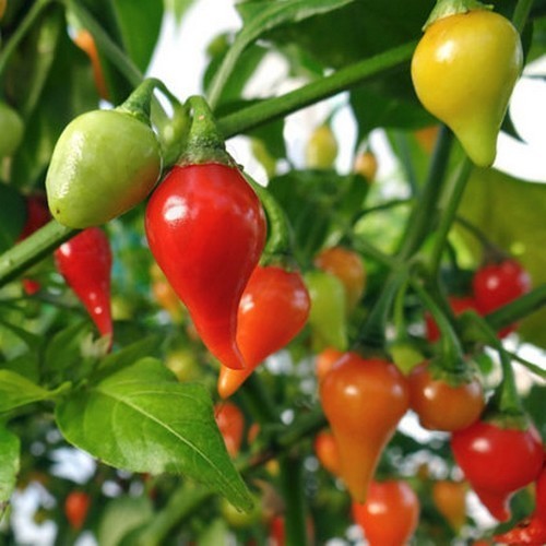 Pepper 'Chupetinho' / 'Button Red'