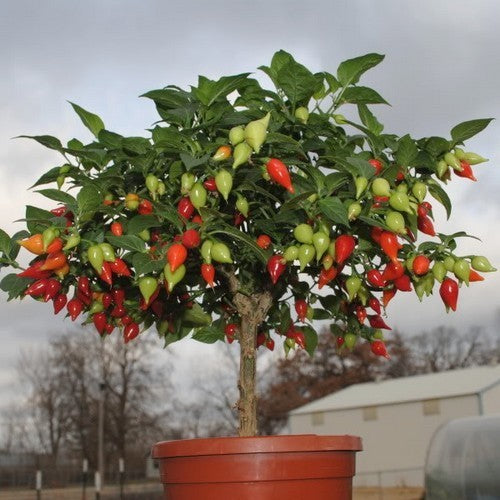 Pepper 'Chupetinho' / 'Button Red'