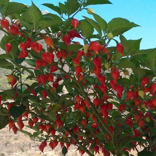 Pepper 'Chupetinho' / 'Button Red'