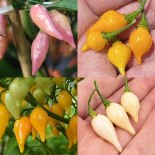 Peper 'Chupetinho Pink + White + Yellow'
