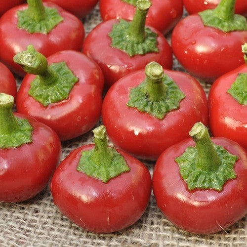Peper 'Ciliegia Piccante' / 'Bacio di Satana' / 'Peperoncino'