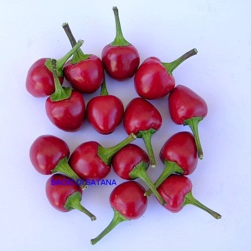Peper 'Ciliegia Piccante' / 'Bacio di Satana' / 'Peperoncino'