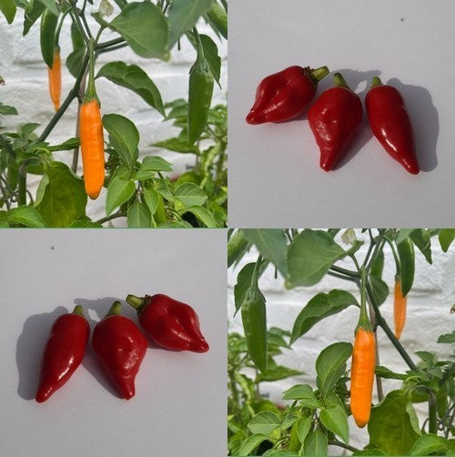 Peper 'Claw of The Devil' / 'Devil'S Claw''