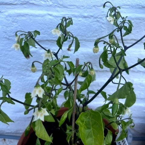 Peper 'Claw of The Devil' / 'Devil'S Claw''