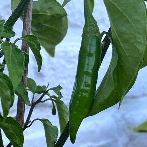 Peper 'Claw of The Devil' / 'Devil'S Claw''
