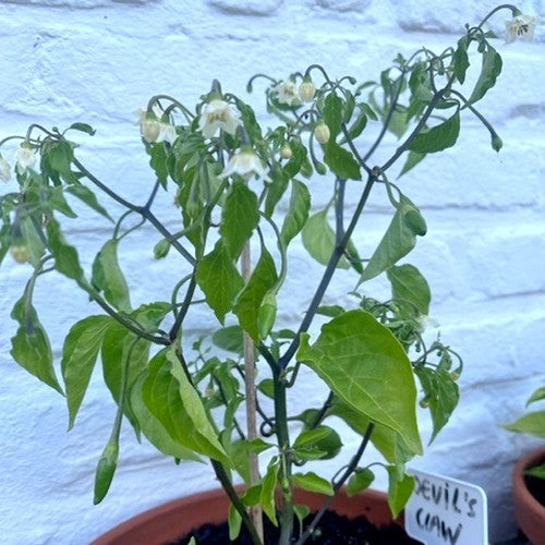 Peper 'Claw of The Devil' / 'Devil'S Claw''