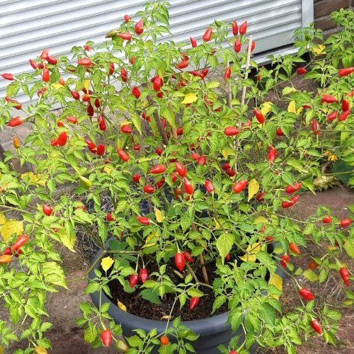 Peper 'Claw of The Devil' / 'Devil'S Claw''