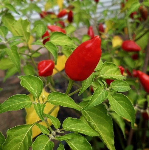Peper 'Claw of The Devil' / 'Devil'S Claw''