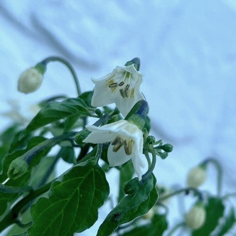Peper 'Claw of The Devil' / 'Devil'S Claw''
