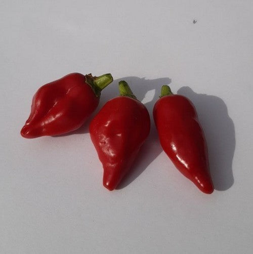 Peper 'Claw of The Devil' / 'Devil'S Claw''
