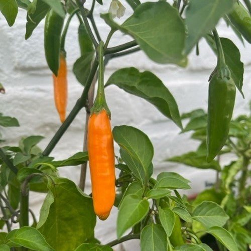 Peper 'Claw of The Devil' / 'Devil'S Claw''
