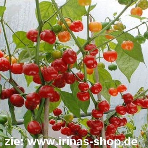 Pepper 'Cochabamba' / 'Aji Cochabamba'