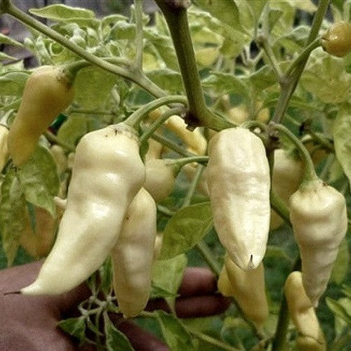 Peper 'Dong Xuan Market White'
