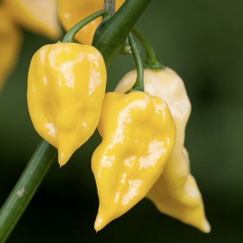 Peper 'Dong Xuan Market Yellow'