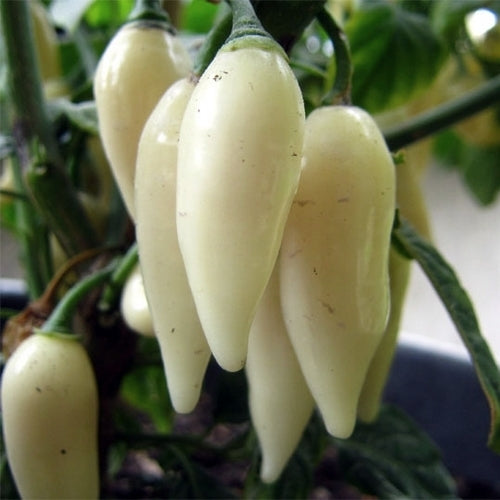 Peper 'Coyote Zan White' / 'Coyote White Teeth'