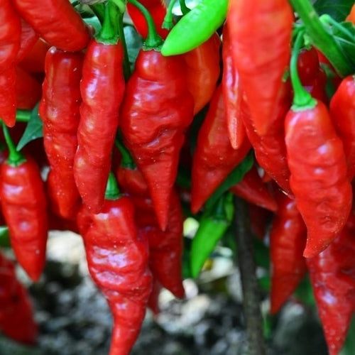 Pepper 'Diomar Pimenta'