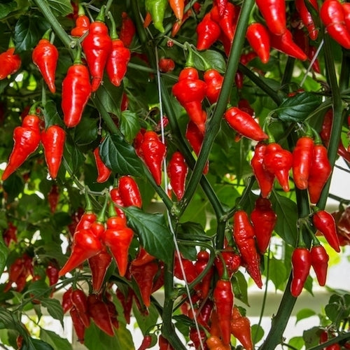 Pepper 'Diomar Pimenta'
