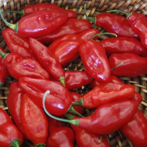 Pepper 'Dong Xuan Market'