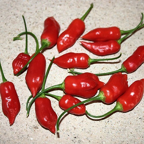 Pepper 'Dong Xuan Market'