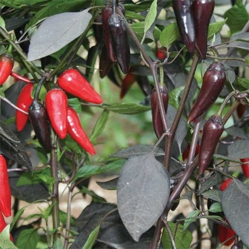 Peper 'Dracula' / 'Count Dracula' / 'Black Pepper F1'