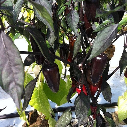 Peper 'Dracula' / 'Count Dracula' / 'Black Pepper F1'