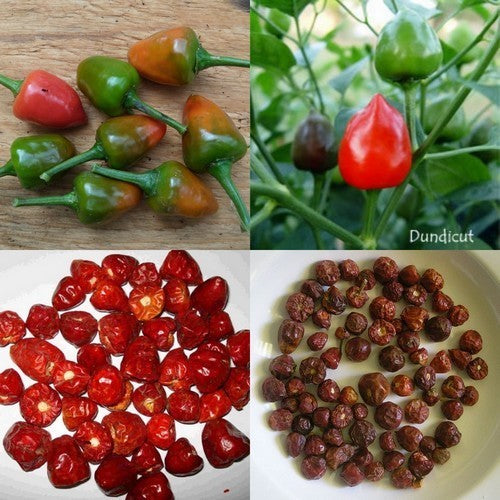 Peper 'Dundicut'