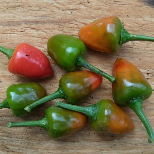 Peper 'Dundicut'