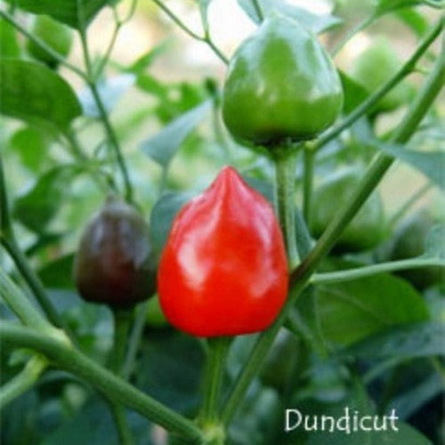 Peper 'Dundicut'