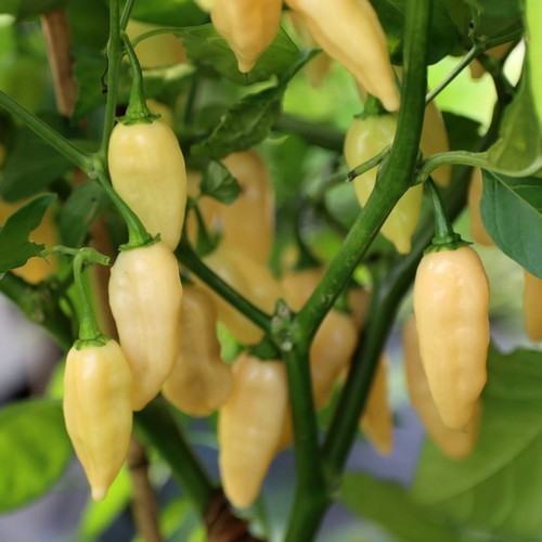 Peper 'Fatalii Peach'