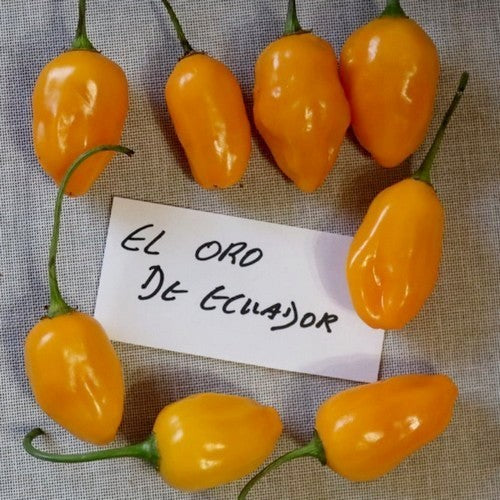 Peper 'El Oro de Ecuador'