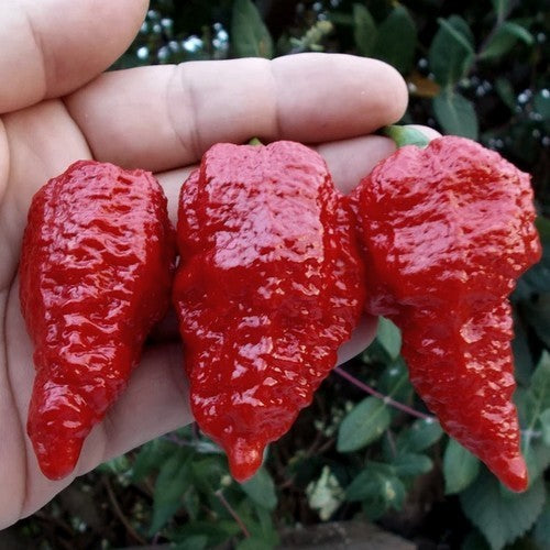 Peper 'Fatalii Gourmet Jigsaw'