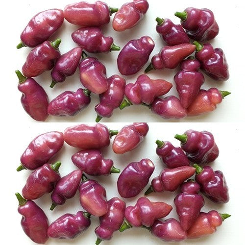 Peper 'Fidalga Roxa'