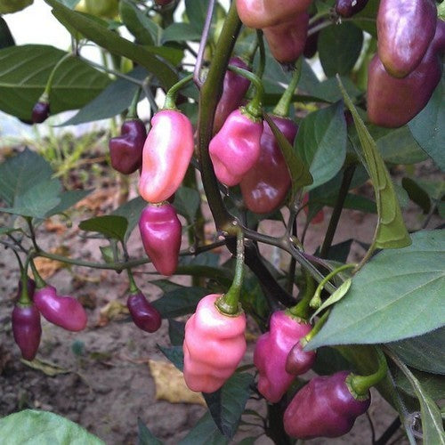 Peper 'Fidalga Roxa'