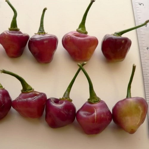 Peper 'Fidalga Roxa'