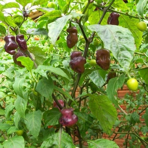 Peper 'Fidalga Roxa'