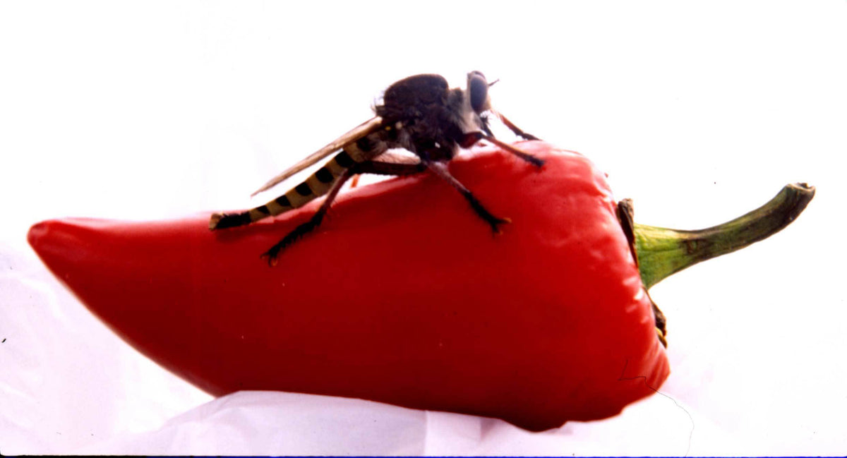Pepper 'Fresno'