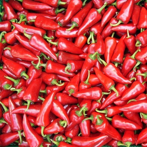 Pepper 'Fresno'