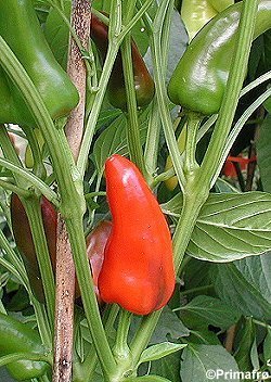 Pepper 'Fresno'