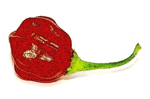 Pepper 'Frog'