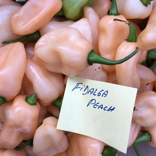 Peper 'Fidalga Peach'