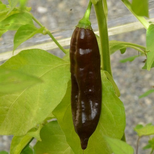 Peper 'Georgia Black'