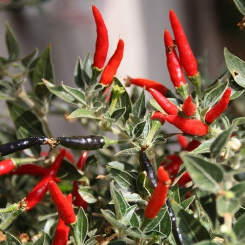 Peper 'Goat'S Weed' / 'Pimenta acrata''