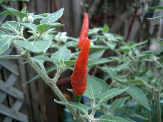 Peper 'Goat'S Weed' / 'Pimenta acrata''