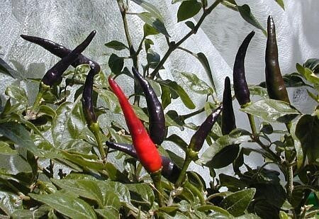 Peper 'Goat'S Weed' / 'Pimenta acrata''