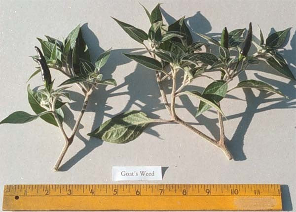 Peper 'Goat'S Weed' / 'Pimenta acrata''