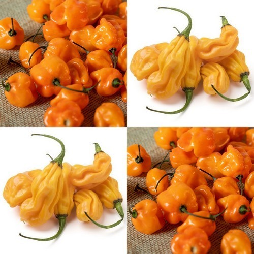 Peper 'Goro' / 'Goro Orange'