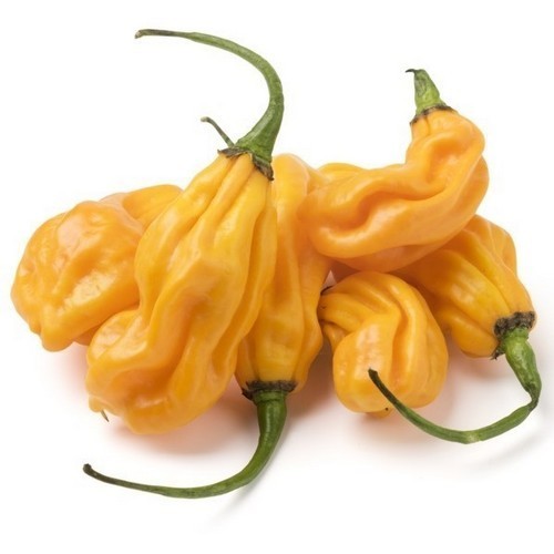 Peper 'Goro' / 'Goro Orange'